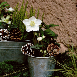 congerdesign-christian-roses-3798335_1920