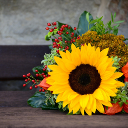 congerdesign-sunflower-7467655_1920