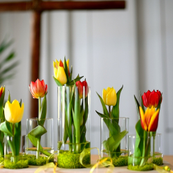 congerdesign-tulips-4895164_1920