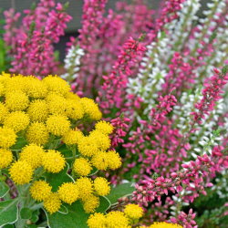 katja_kolumna-heidekraut-4570460_1920