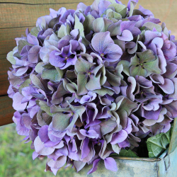 noname_13-hydrangea-1635541_1920