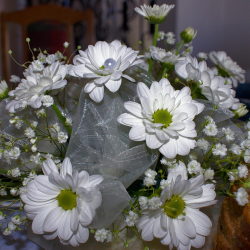 white-flowers-1229432_1280